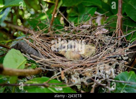 Halsbandtaubennest, auch bekannt als eurasische Halsbandtaube, Streptopelia decaocto zeigt Zweig Nest und zwei altrische Vögel, London, Vereinigtes Königreich, Stockfoto