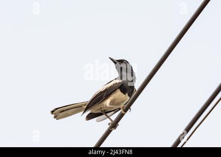 Orientalischer Magpie-Robin-Vogel, der auf einem elektrischen Kabel sitzt Stockfoto
