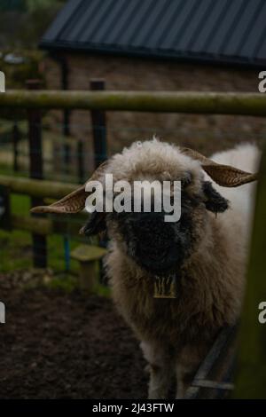 Neugierige wollige Schafe blicken interessiert auf die Kamera (Blaze Farm, Macclesfield) Stockfoto