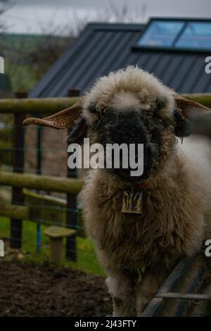 Neugierige wollige Schafe blicken interessiert auf die Kamera (Blaze Farm, Macclesfield) Stockfoto