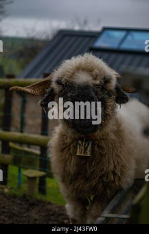 Neugierige wollige Schafe blicken interessiert auf die Kamera (Blaze Farm, Macclesfield) Stockfoto