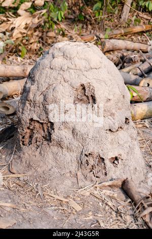 Termiten Nest Hügel, riesige Termiten Stockfoto