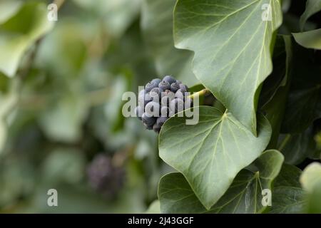 Früchte des Efeus (Hedera Helix) wachsen in einem Park Stockfoto