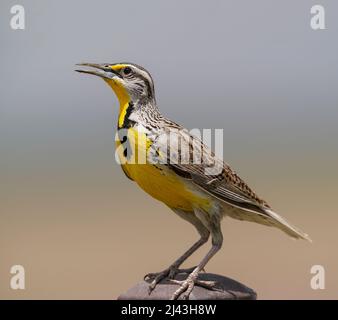 Ein Ganzkörperbild einer westlichen Meadowlerche auf einem Pfosten mit dem weichen Hintergrund eines riesigen Präriefeldes. Stockfoto