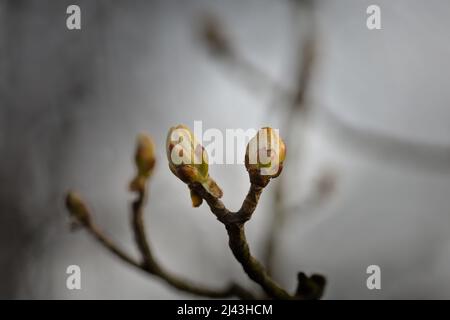 Blütenknospen aus Rosskastanie (Aesculus hippocastanum), nebliger Frühlingsmorgen Stockfoto