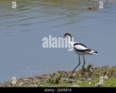 Pied Avocet (Recurvirostra avosetta), der am Rande eines Süßwassersees steht, Gloucestershire, Großbritannien, Mai. Stockfoto