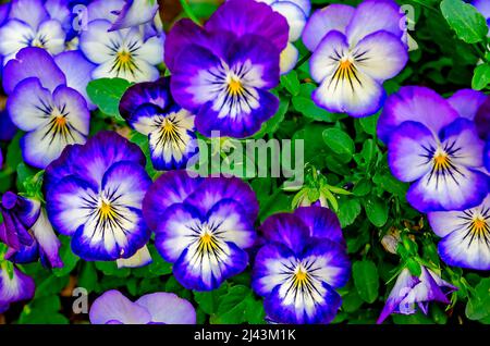 Violette Stiefmütterchen (Viola cornuta) blühen am 26. März 2022 in Mobile, Alabama. Viola cornuta ist eine Art gehörntes Violett. Bratschen werden auch als Stiefmütterchen bezeichnet. Stockfoto