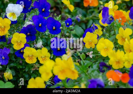 Sorbet Lemon Chiffon Violas und Sorbet Blue Blotch (Viola cornuta) blühen am 26. März 2022 in Mobile, Alabama. Stockfoto