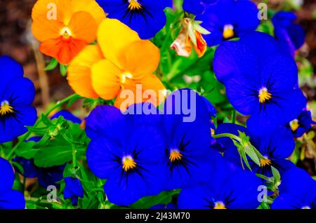 Violette Stiefmütterchen (Viola cornuta) blühen am 26. März 2022 in Mobile, Alabama. Viola cornuta ist eine Art gehörntes Violett. Bratschen werden auch als Stiefmütterchen bezeichnet. Stockfoto