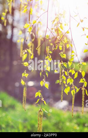 Trauerweidenbaum Laub gegen Sonne. Natürlicher Frühlingshintergrund. Weichfokus. Stockfoto