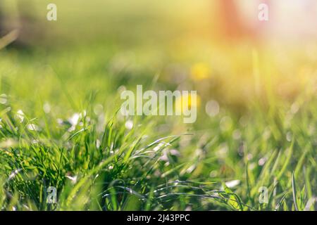 Grünes Feld mit den Elendelionen im Sonnenlicht. Frühling Wiese verschwommen Hintergrund. Stockfoto