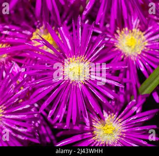 Makro-Foto von winterharten Eispflanzen Blumen Stockfoto