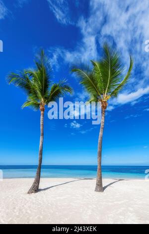 Strand und Palmen. Palmen am tropischen Strand Stockfoto