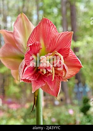 Rosa Lilium longiflorum oder Osterlilie in Blüte oder blühende Blume. Stockfoto