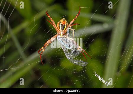 Erwachsene weibliche St Andrews Cross Spider, Argiope keyserlingi, mit Beute einer männlichen Gemeinen Blauschwanz-Damselfliege, Ischnura heterosticta. Coffs Harbor, NSW, A Stockfoto