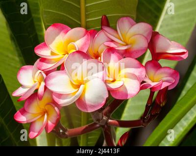 Eine Ansammlung von spektakulären, ungewöhnlich lebendigen roten, weißen und gelben duftenden Frangipani-Blüten, Plumeria rubra 'Danai Delight', auf dem Hintergrund von grünen Blättern Stockfoto