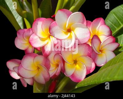 Eine Ansammlung von spektakulären, ungewöhnlich lebendigen roten, weißen und gelben duftenden Frangipani-Blüten, Plumeria rubra 'Danai Delight', auf dem Hintergrund von grünen Blättern Stockfoto