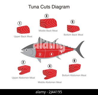 Thunfischschnitte Diagramm, Vektorgrafik Stock Vektor