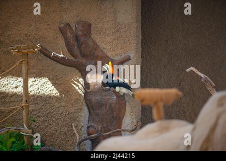 Sulawesische Kalao Vogelarten in der Hornbill Familie Stockfoto