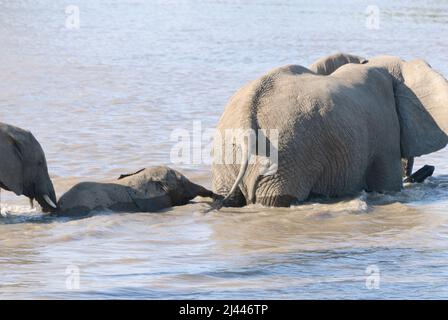 Eine Mutter und ein Baby afrikanischen Elefanten, Teil einer großen Herde, überqueren den Fluss, Kruger National Park, Südafrika Stockfoto