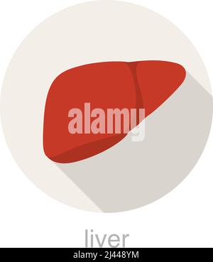 Flache Design-Ikone der Leber von menschlichen Organen, Vektorgrafik Stock Vektor