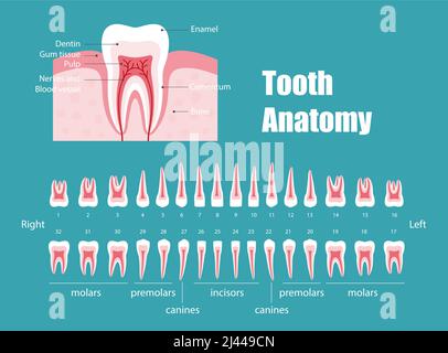 Zahnanatomie, Diagramm Vektordarstellung Stock Vektor