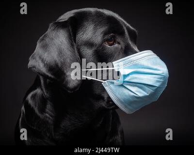 Porträt eines Labrador Retriever Hundes in einer schützenden medizinischen Maske. Das Bild wurde in einem Fotostudio aufgenommen. Stockfoto