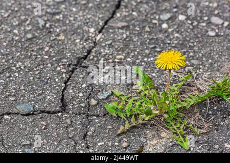 Auf dem grauen Bürgersteig wächst und blüht kleiner gelber Dandelion mit Rissen Stockfoto