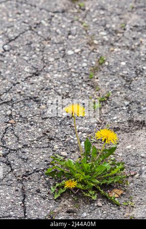 Die gelbe Elendelion-Pflanze wächst durch die Risse auf der Asphaltstraße Stockfoto