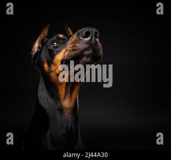 Porträt eines Dobermannhundes auf einem isolierten schwarzen Hintergrund. Studioaufnahme, Nahaufnahme. Stockfoto