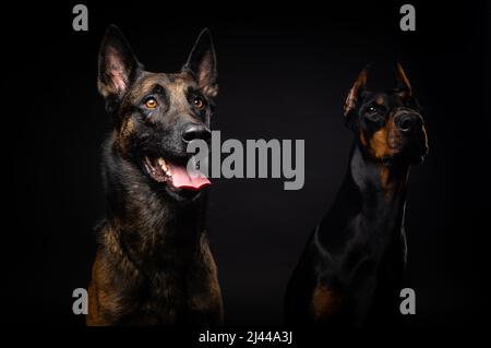 Porträt eines belgischen Schäferhundes und eines Dobermans auf einem isolierten schwarzen Hintergrund. Studioaufnahme, Nahaufnahme. Stockfoto