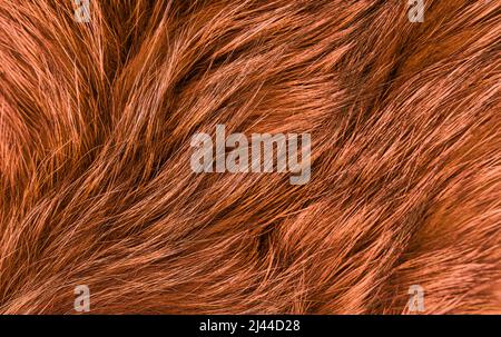 Textur aus langhaarigen Waschbärpelz, Farbe rot. Nahaufnahme. Naturpelz, gefärbt. Pelzanbau. Hintergrund, Hintergrund. Hochwertige Fotos Stockfoto