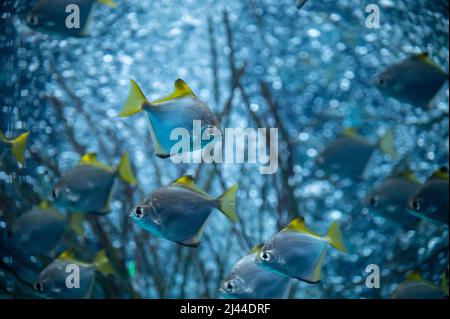 Eine Gruppe von bunten Monodactylus argenteus Silbermoonyfischen schwimmen im großen Marina Aquarium Stockfoto