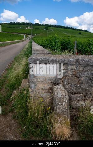 Berühmte clos Pinnot noir Weinberge mit Steinmauern in der Nähe von Nuits-Saint-Georges in der Weinregion Burgund, Frankreich Stockfoto