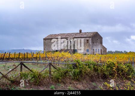 Regnerischer Herbsttag auf Weinbergen in der Nähe von Orvieto, Umbrien, Reihen von Weintrauben nach der Ernte, Italien Stockfoto