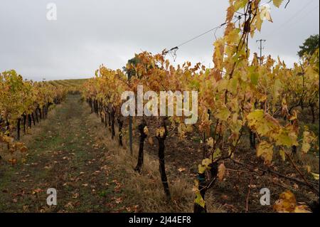 Regnerischer Herbsttag auf Weinbergen in der Nähe von Orvieto, Umbrien, Reihen von Weintrauben nach der Ernte, Italien Stockfoto