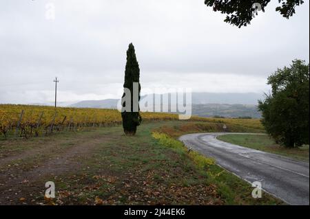 Regnerischer Herbsttag auf Weinbergen in der Nähe von Orvieto, Umbrien, Reihen von Weintrauben nach der Ernte, Italien Stockfoto