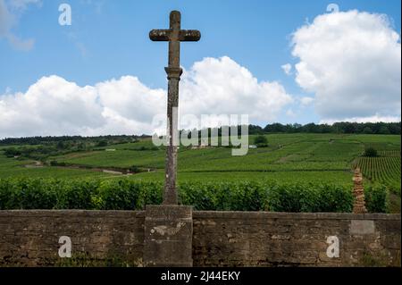 Berühmte clos Pinnot noir Weinberge mit Steinmauern in der Nähe von Nuits-Saint-Georges in der Weinregion Burgund, Frankreich Stockfoto