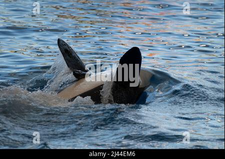 Trainierte große Schwarz-Weiß-Orcas-Wale treten im blauen Pool vor Touristen bei der Wassershow auf Stockfoto