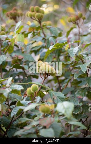 Bixa orellana oder Achiote-Pflanze, Quelle von Annato, natürliche orange-rote Würze für Lebensmittelfarben, Körperfarbe, Gewürz Stockfoto