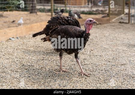 Live türkei auf dem Hof. Nahaufnahme. Hochwertige Fotos Stockfoto