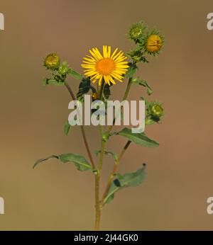 Gelbe Blume von Wiesenfleaban oder britischem yellowhead, Inula britannica Stockfoto