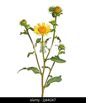 Gelbe Blume von Wiesenfleaban oder britischem yellowhead isoliert auf weiß, Inula britannica Stockfoto