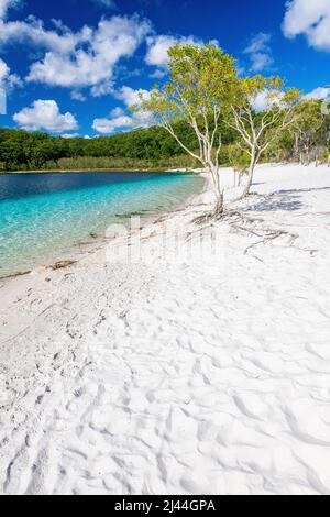 Paperbark Trees, Melaleuca quinquenervia, am Lake McKenzie auf Fraser Island in Queensland, Australien Stockfoto