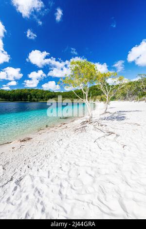 Paperbark-Bäume am Lake McKenzie auf Fraser Island in Queensland, Australien Stockfoto