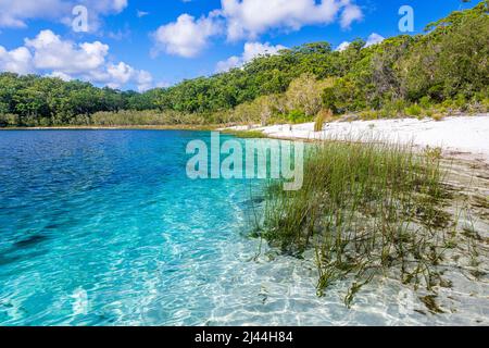 Der Strand am Lake McKenzie auf Fraser Island in Queensland, Australien Stockfoto