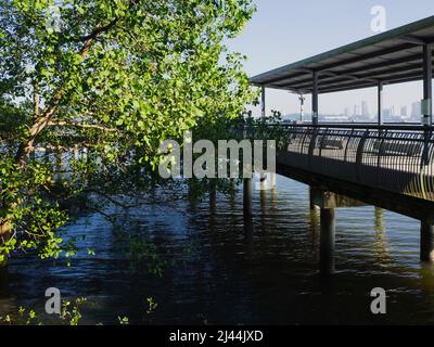 Wanderweg durch die tropischen Mangroven im Sungei Buloh Wetland Reserve Stockfoto