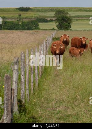 Limousin Rindfleisch Rinder brüten im Grasfeld neben hölzernen Bauernhof Zaun Stockfoto