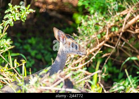 DIK-Dik, die kleinste und am meisten kleineAntilopenart der Gattung Madoqua. Omo Valley Südstaaten, Äthiopien, Afrika Tierwelt Stockfoto