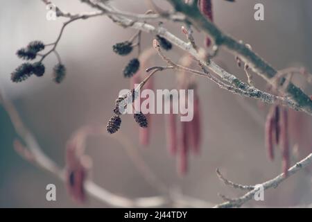 Erlenzweig mit braunen Zapfen und rosa Kätzchen im Frühjahr. Alnus glutinosa, Schwarze Erle. Rosa Hintergrund. Stockfoto